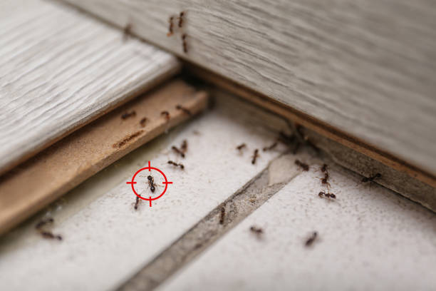 Best Residential Pest Control  in Rancho Cumonga, CA