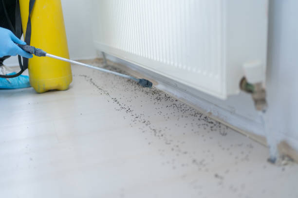 Reliable Rancho Cucamonga, CA Pest Control Solutions